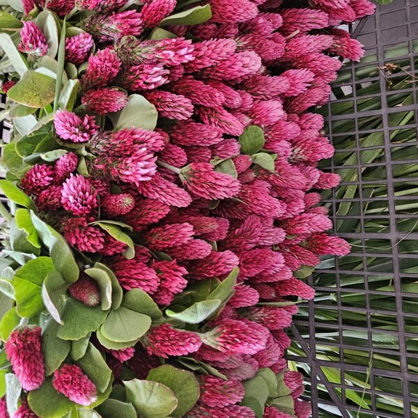 Modernais āboliņš - pļavas, kurās daudzi vēlas nobildēties